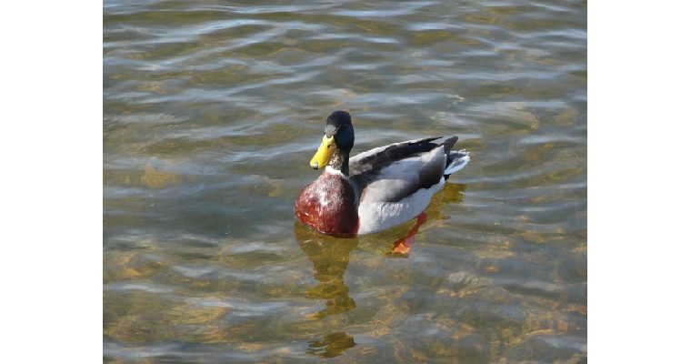 photo réalisées par Michel Marchal au lac de Gérardmer